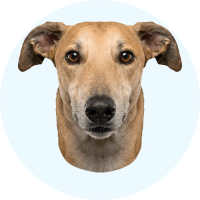 Tête de Greyhound de face, chien de race