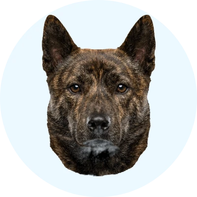 Tête de Kai de face, chien de race