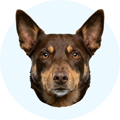 Tête de Kelpie Australien de face, chien de race