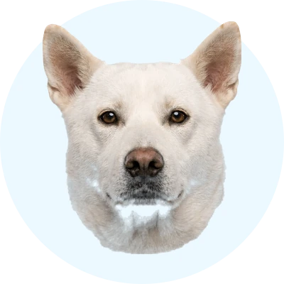 Tête de Kishu de face, chien de race