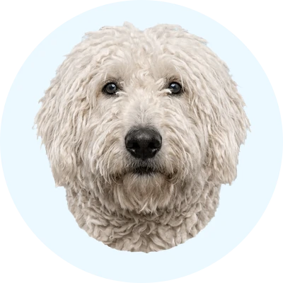Tête de Komondor de face, chien de race