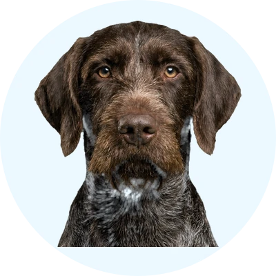 Tête de Pudelpointer de face, chien de race