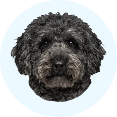 Tête de Puli de face, chien de race
