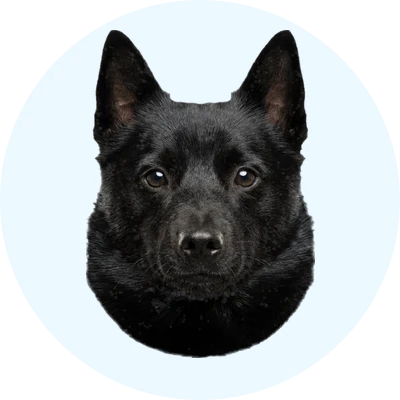 Tête de Schipperke de face, chien de race