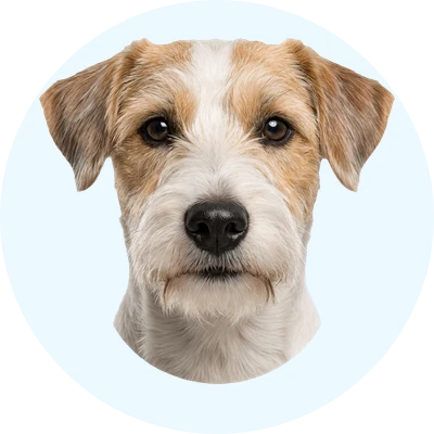 Tête de Sealyham Terrier de face, chien de race