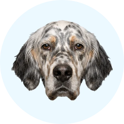 Tête de Setter Anglais de face, chien de race