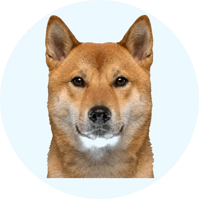 Tête de Shikoku de face, chien de race
