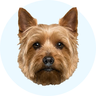 Tête de Silky Terrier de face, chien de race