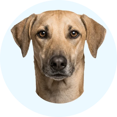 Tête de Sloughi de face, chien de race