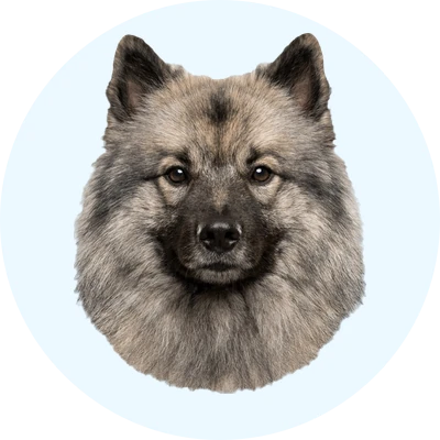Tête de Spitz Loup de face, chien de race