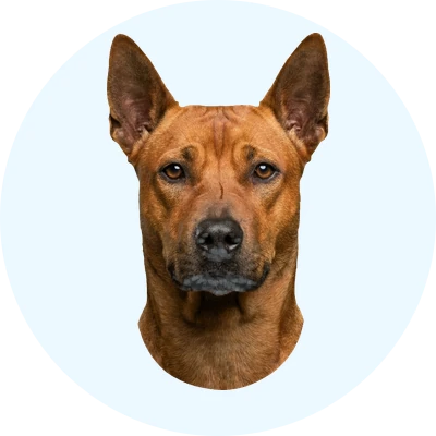Tête de Thaï Ridgeback de face, chien de race
