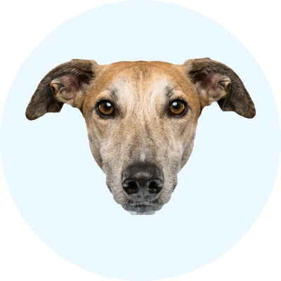 Tête de Lévrier Espagnol de face, chien de race
