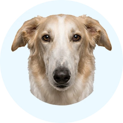 Tête de Lévrier Russe de face, chien de race