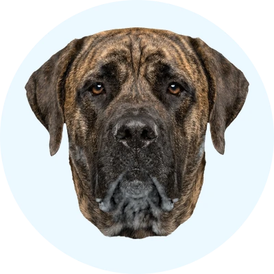 Tête de Mastiff de face, chien de race