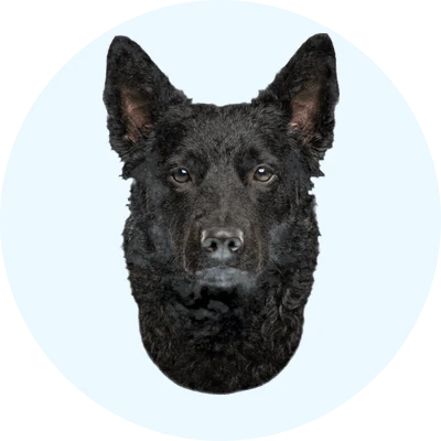 Tête de Mudi de face, chien de race