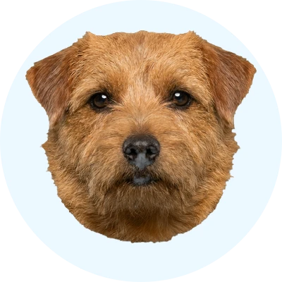 Tête de Norfolk Terrier de face, chien de race