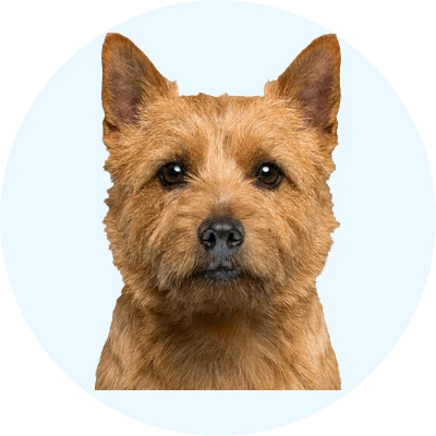 Tête de Norwich Terrier de face, chien de race