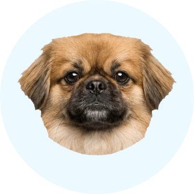 Tête de Pékinois de face, chien de race