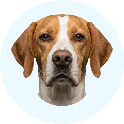 Tête de Pointer de face, chien de race