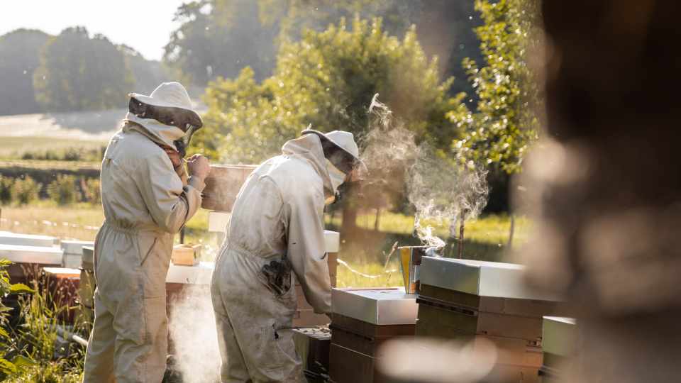 Le Sillon Belge •  Beelgium: du miel, du pollen et des abeilles bien de chez nous