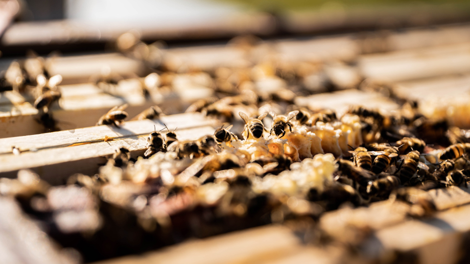 Le Sillon Belge • L’apiculture, petite sœur de l’agriculture