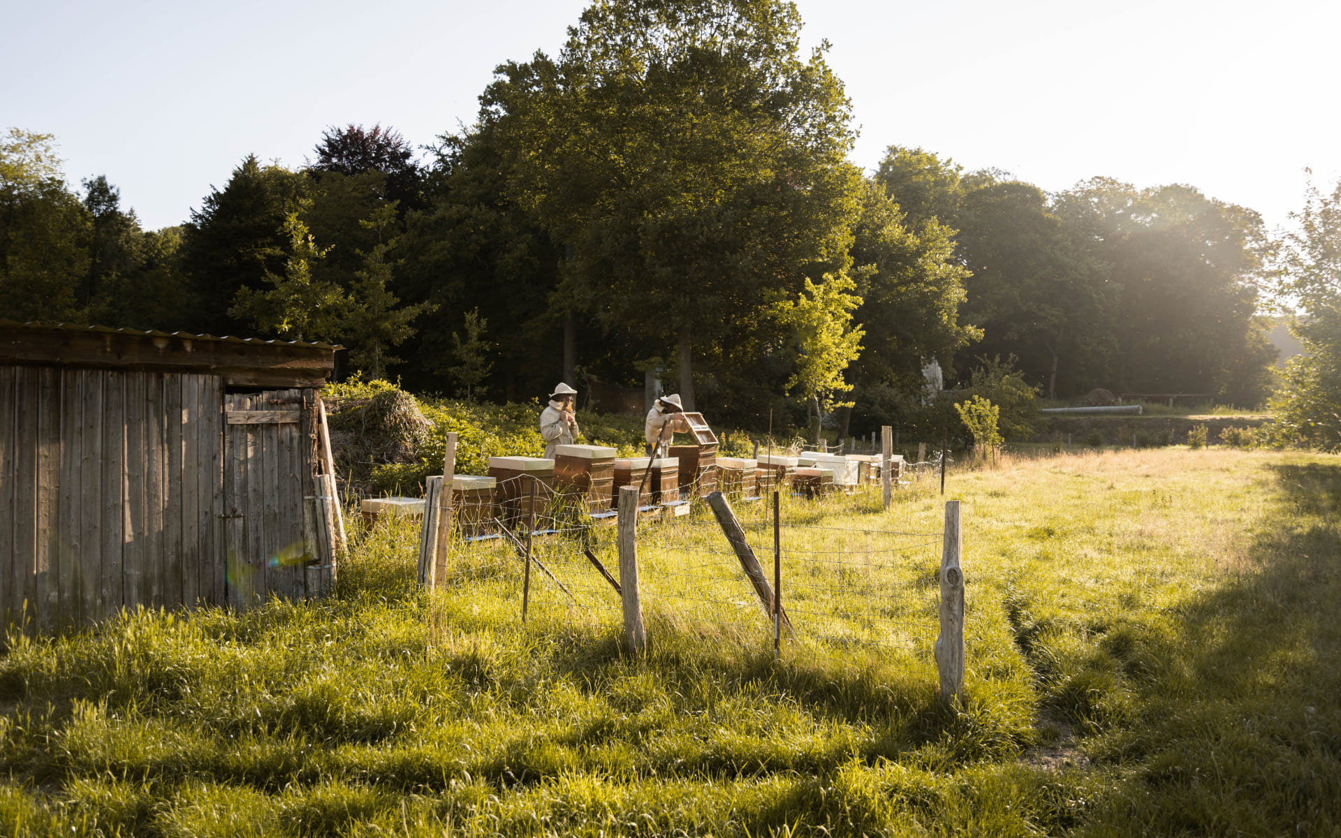 Beelgium, les bienfaits de la pollinisation