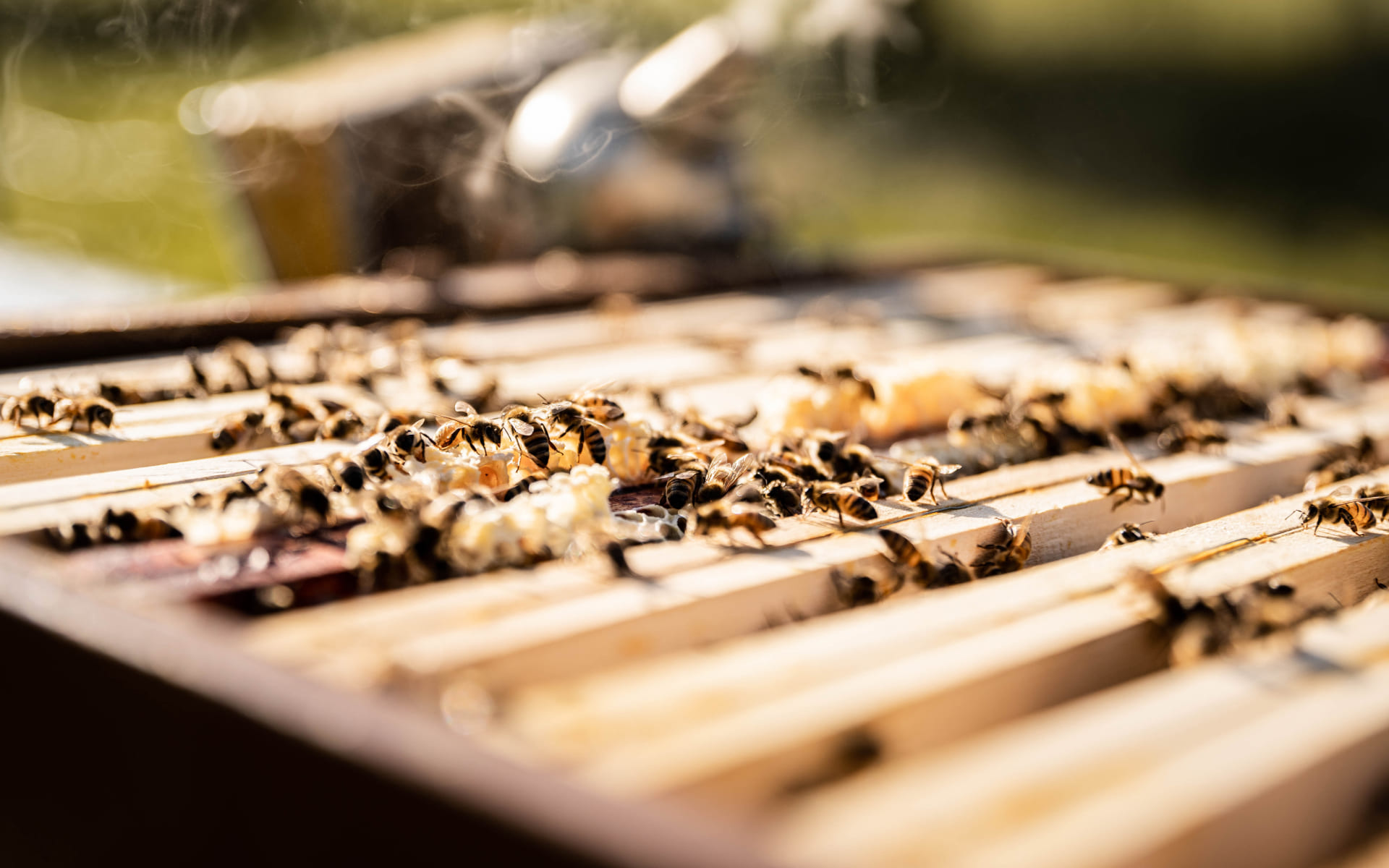 Beelgium - Elevage de Colonies