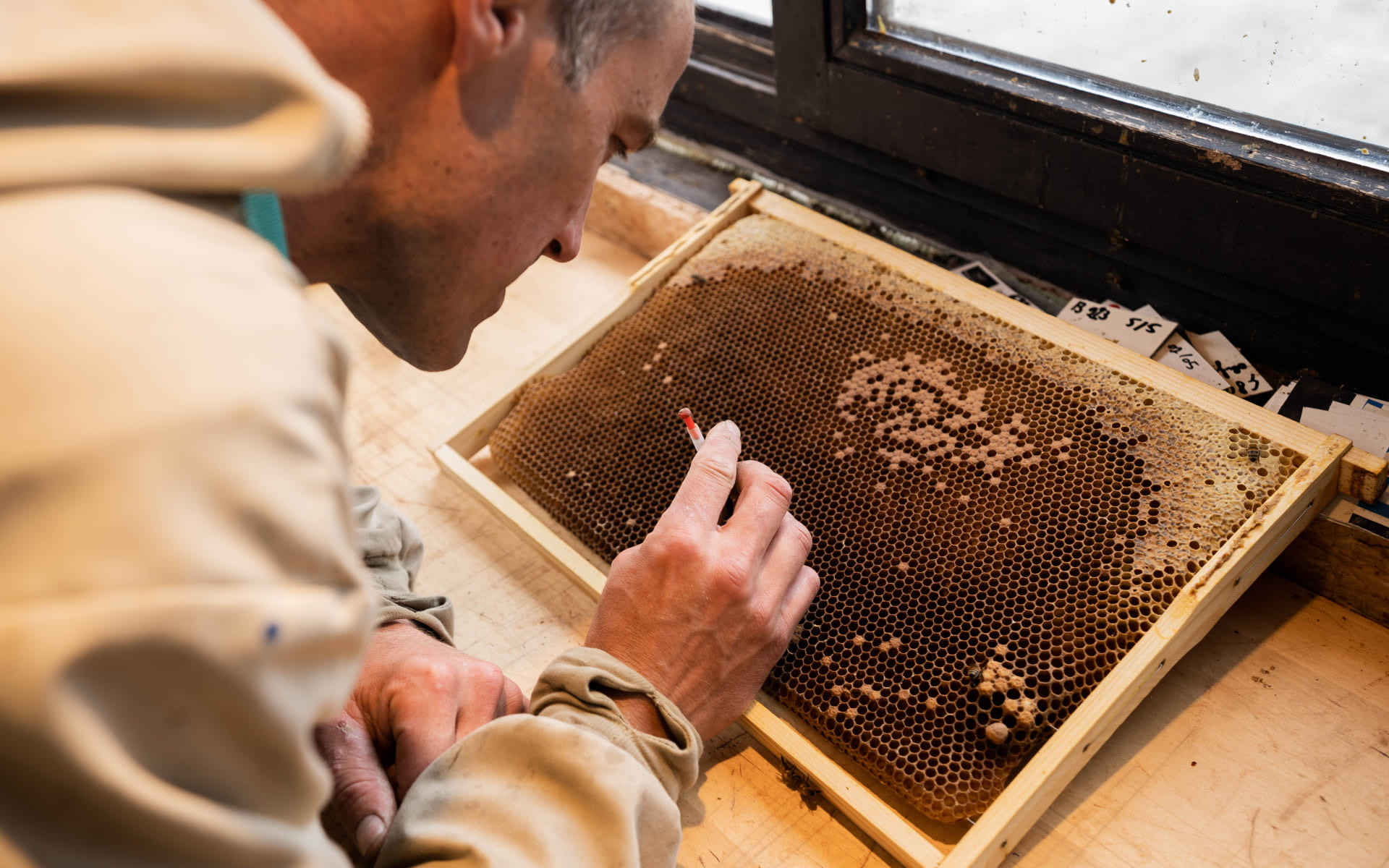 Beelgium - Elevage de Reines