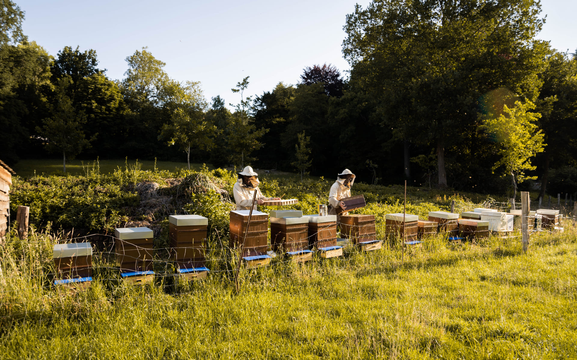 Beelgium - Pollinisation