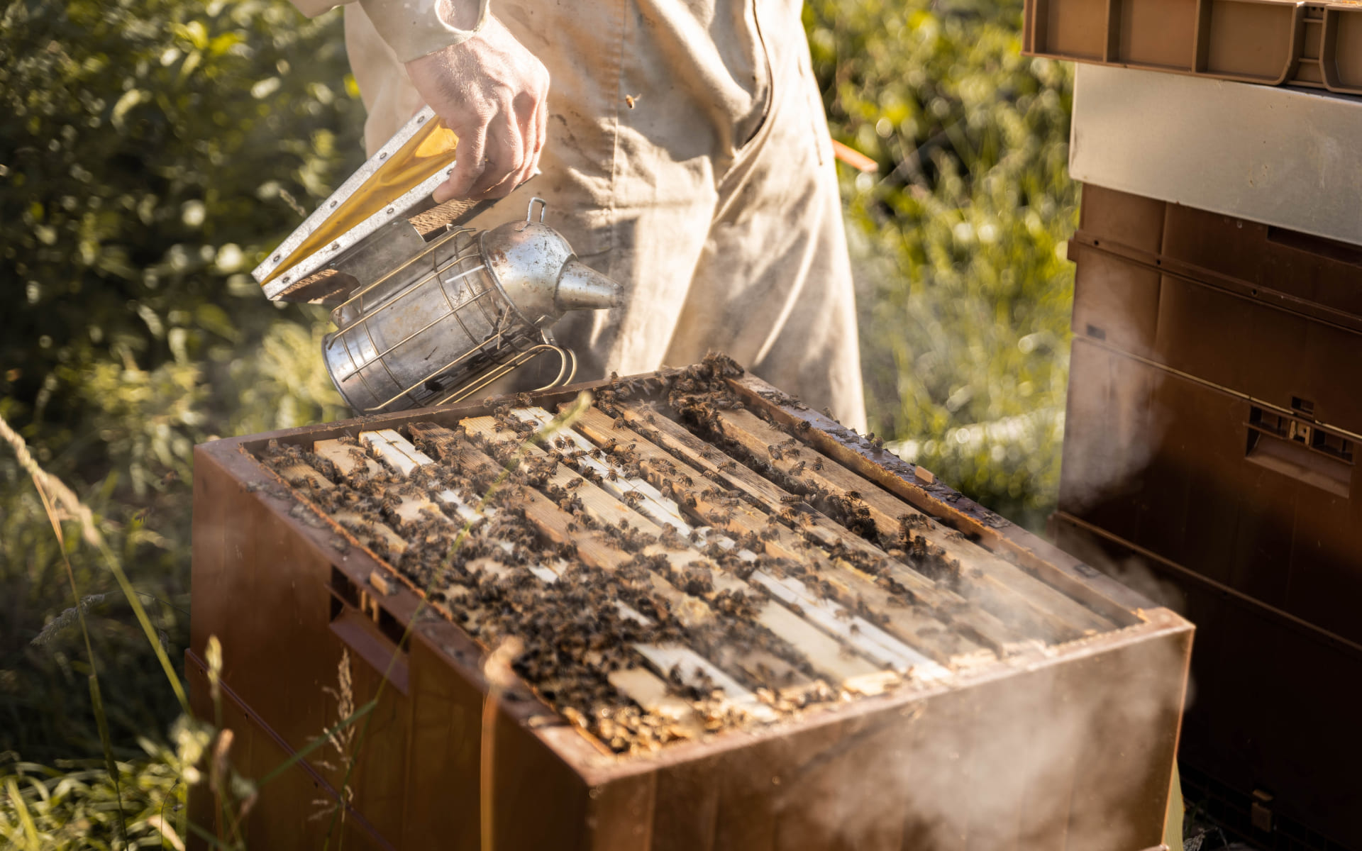 Beelgium nos ruchers belges