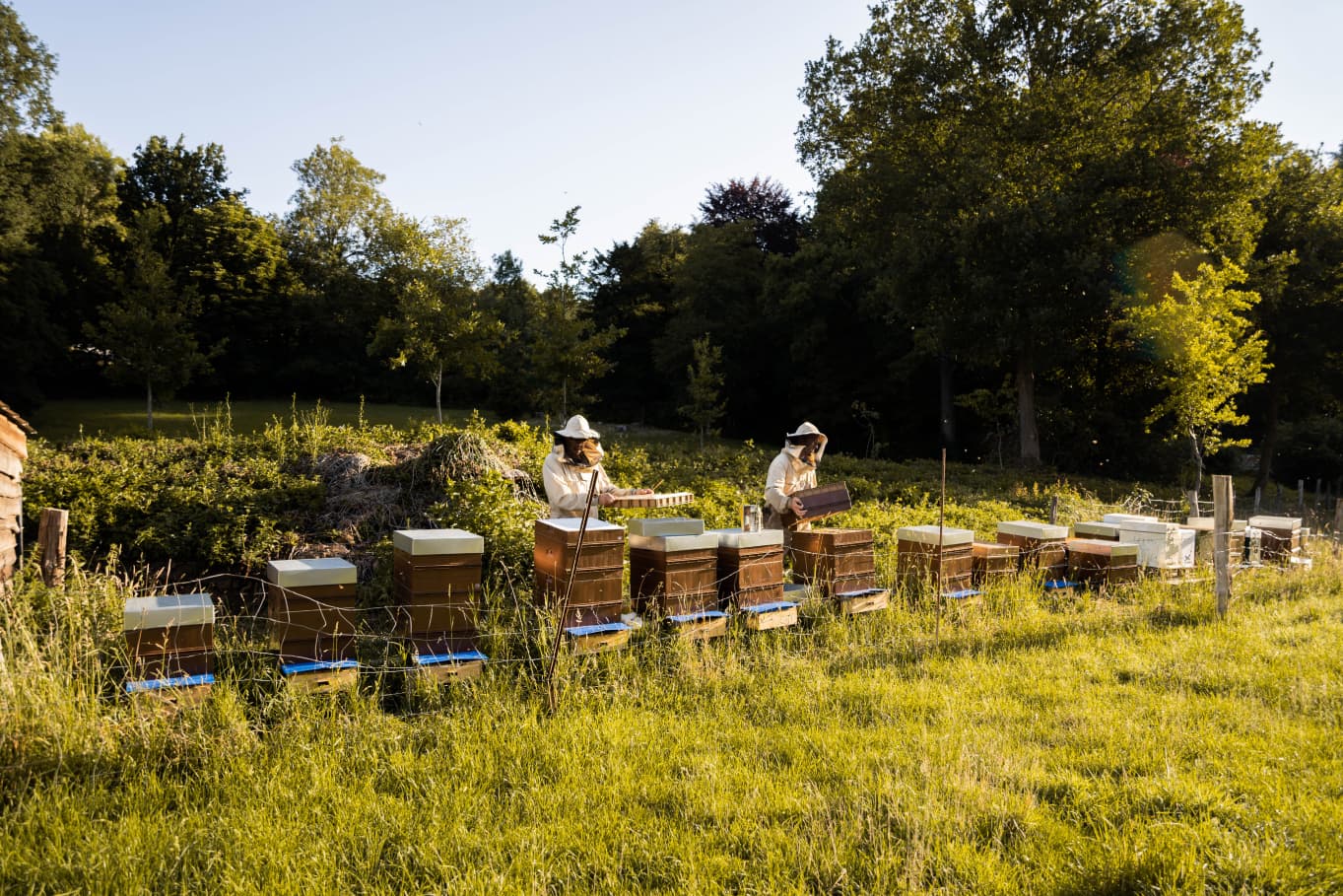 Beelgium service de pollinisation
