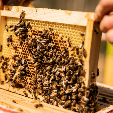 Colonies Abeilles Noires