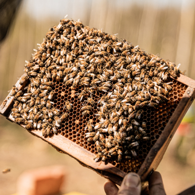 Colonie Abeilles Buckfast