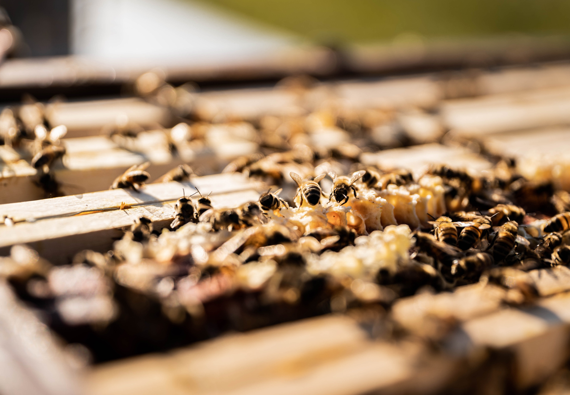 Beelgium service de pollinisation
