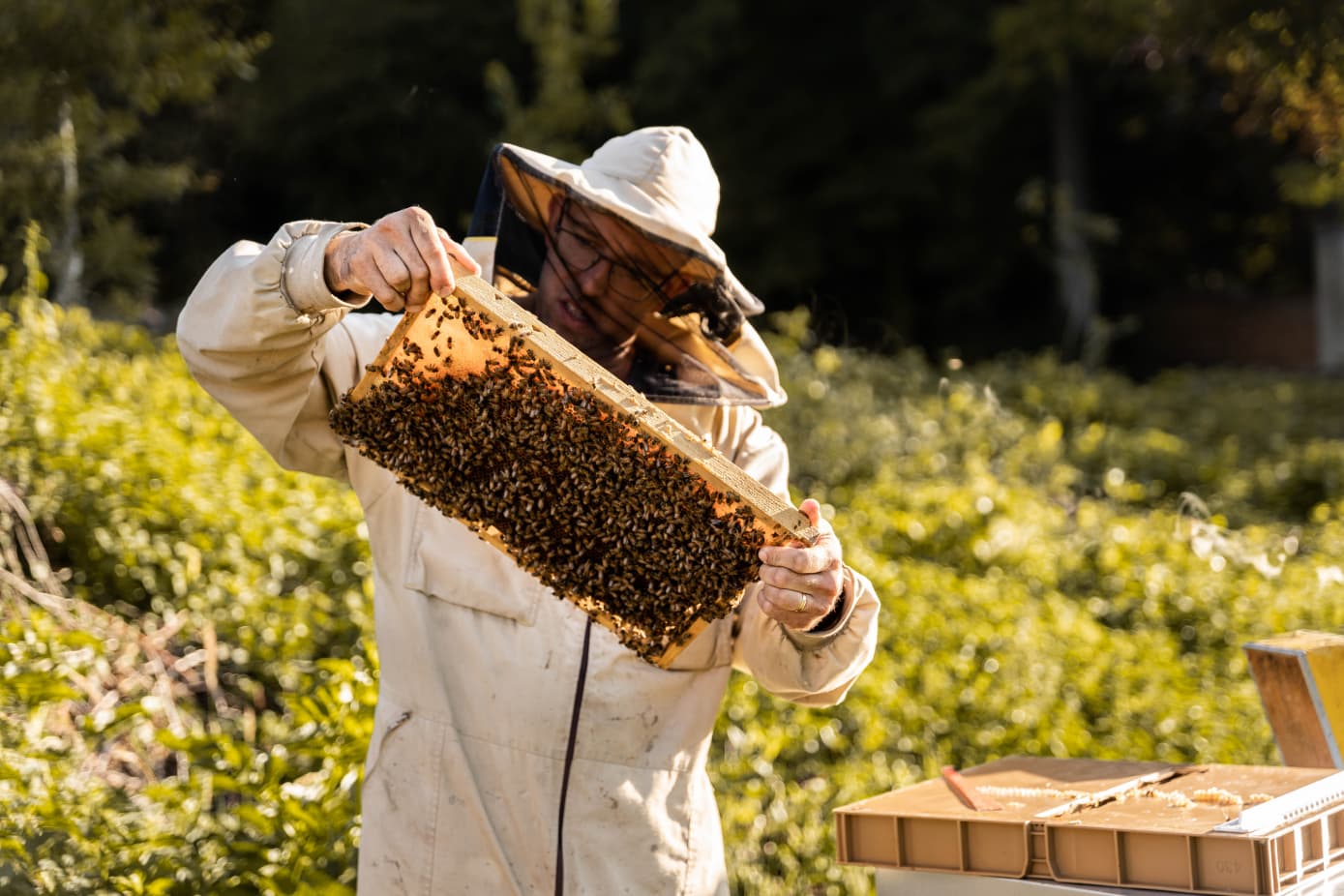 Beelgium production de miels & pollens
