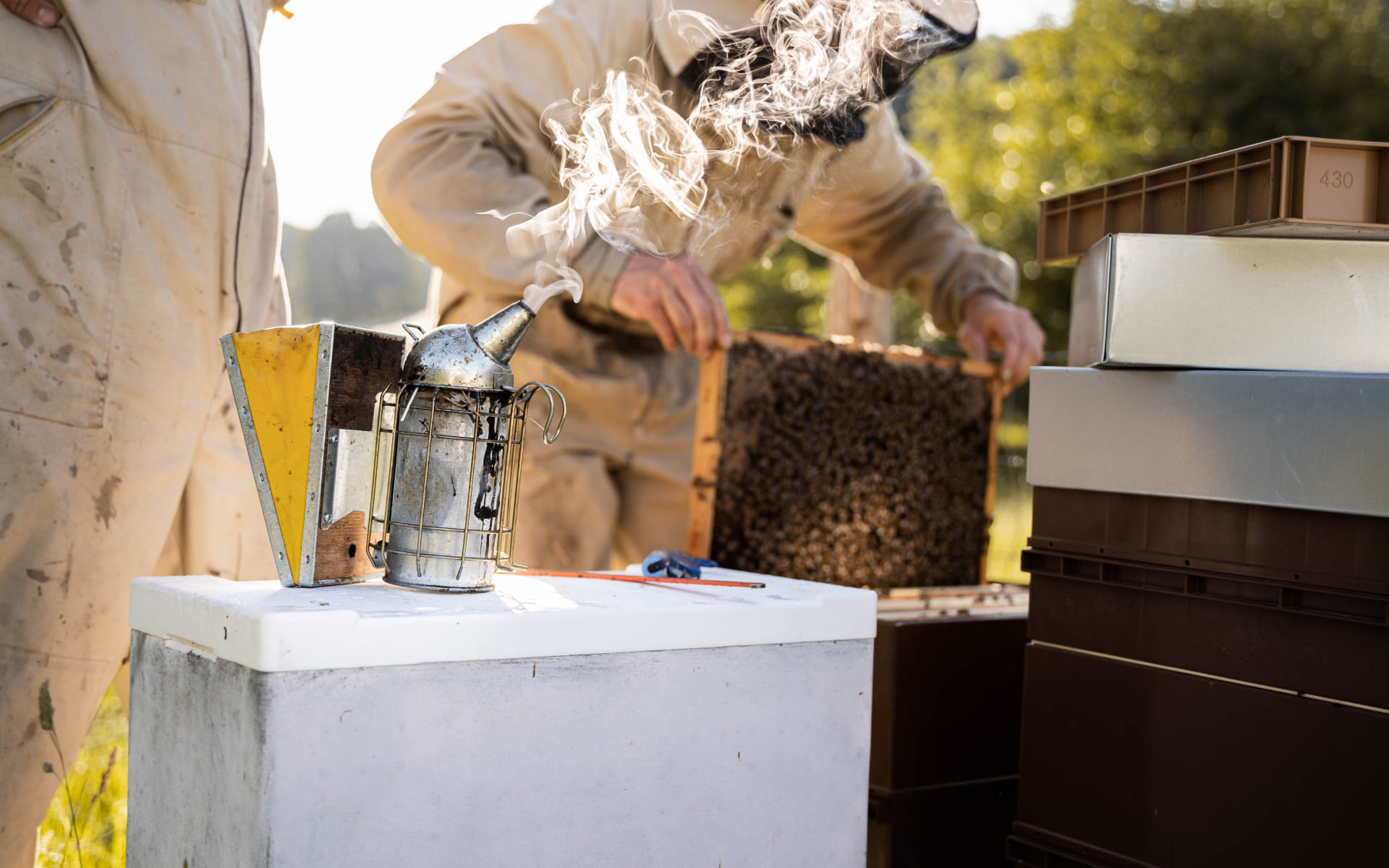 Beelgium - Pollinisation