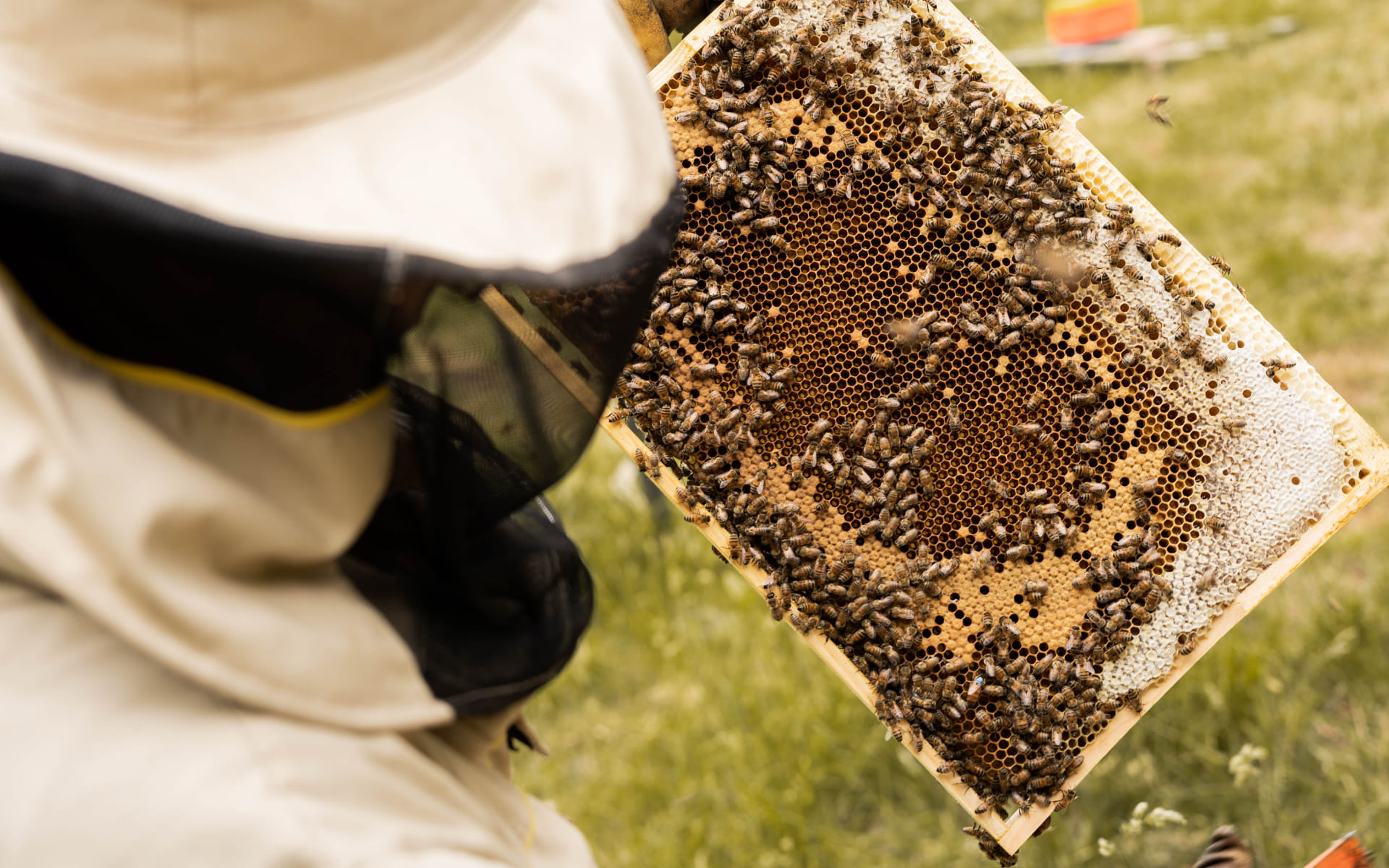 Beelgium - Elevage de Reines