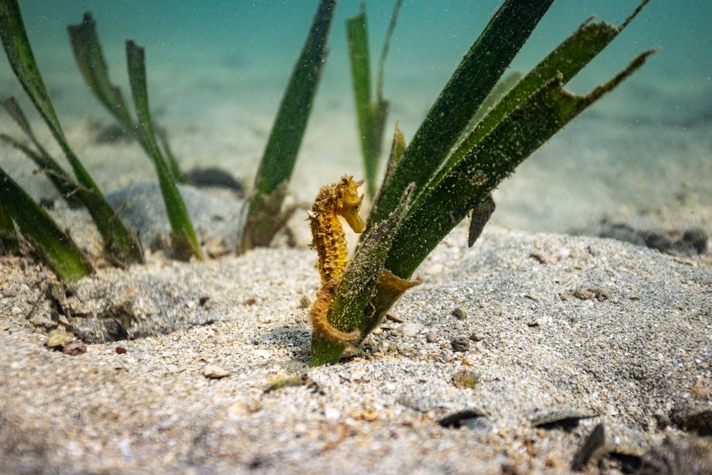 Grab an unforgettable dining experience at Hotel Sosei Sapporo - MGallery Collection