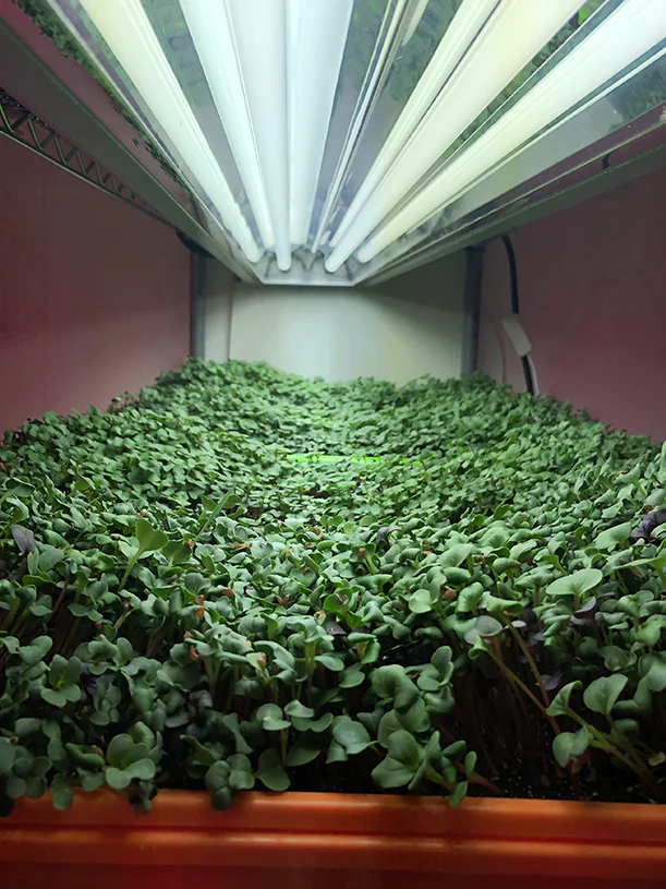 Fernie Vibrant Micro Greens