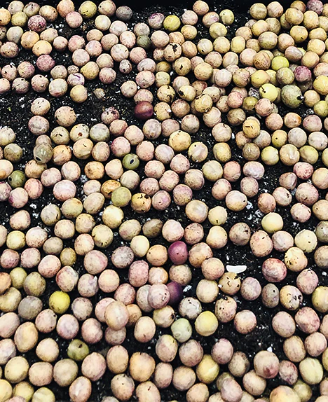 Why consume micro greens?