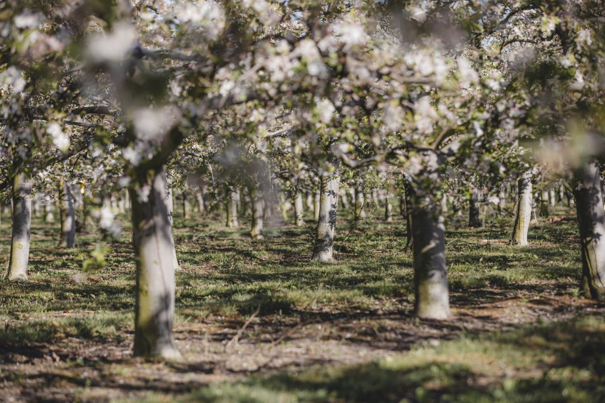 Orchardist - Central Hawke's Bay