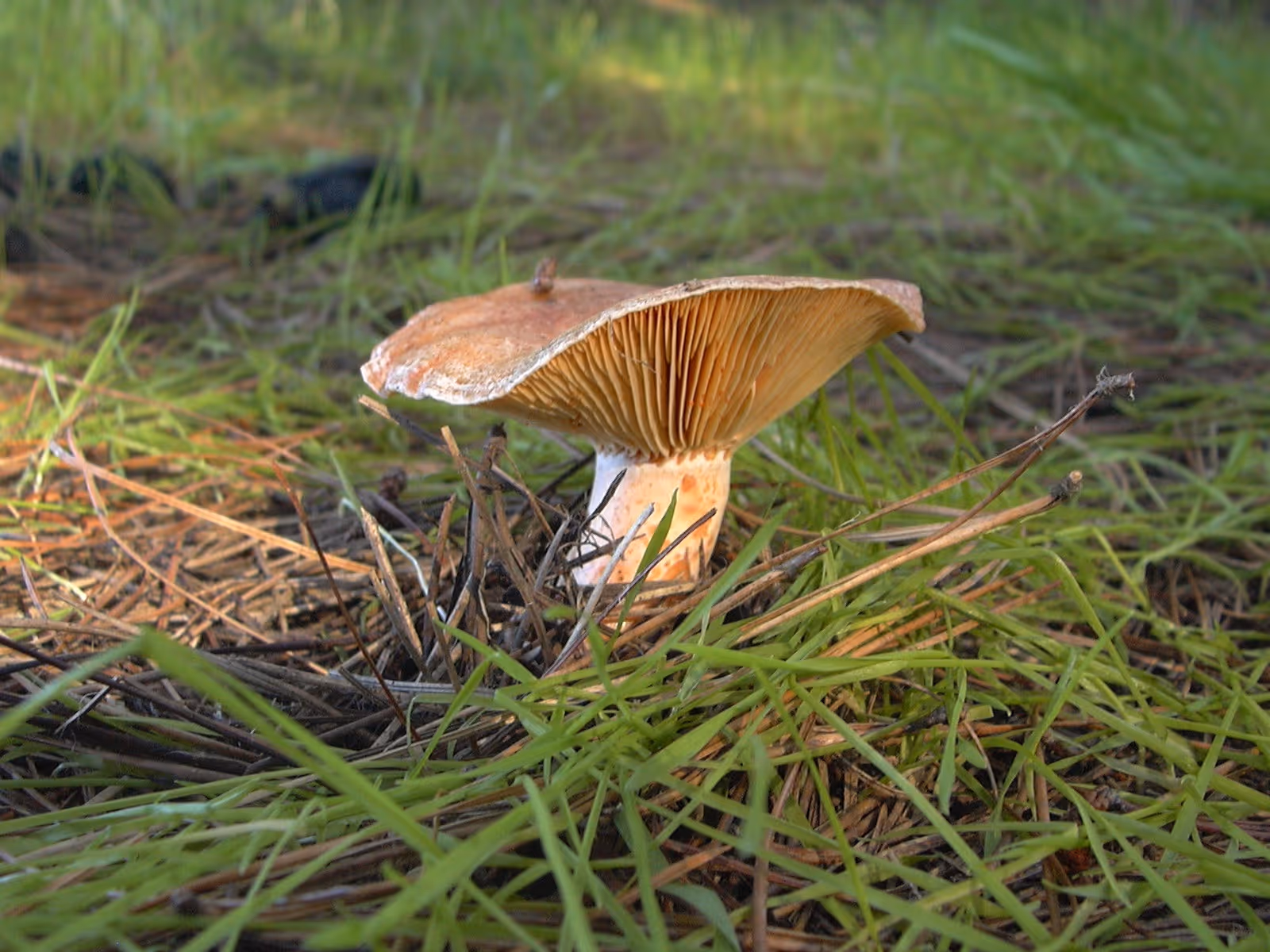 Lactarius deliciosus