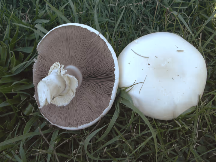 Agaricus arvensis