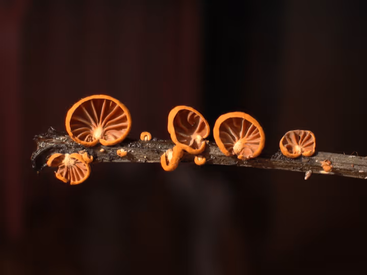 Anthracophyllum discolor