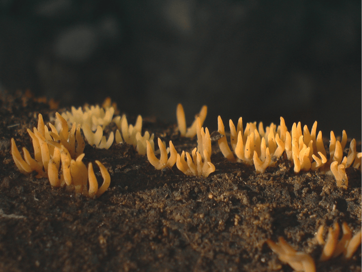 Calocera cornea