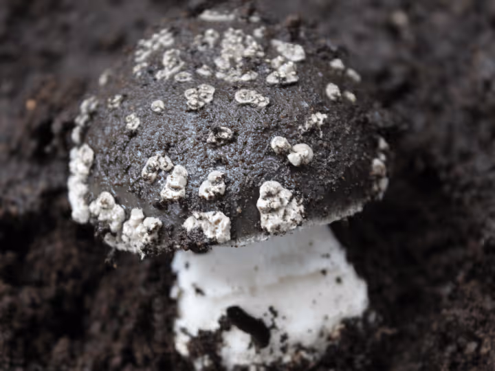 Amanita galactica