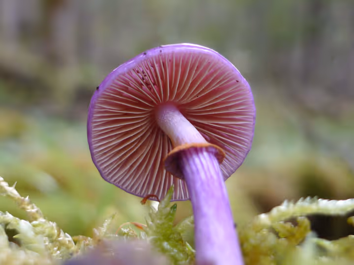 Cortinarius magellanicus
