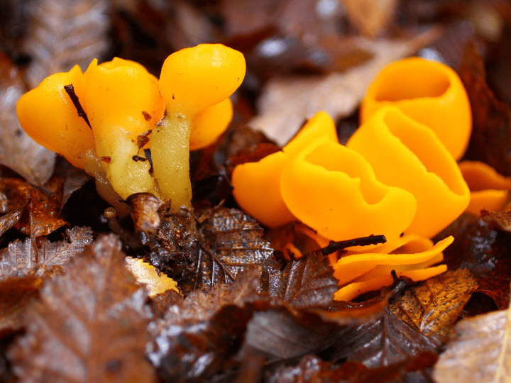 Sowerbyella rhenana