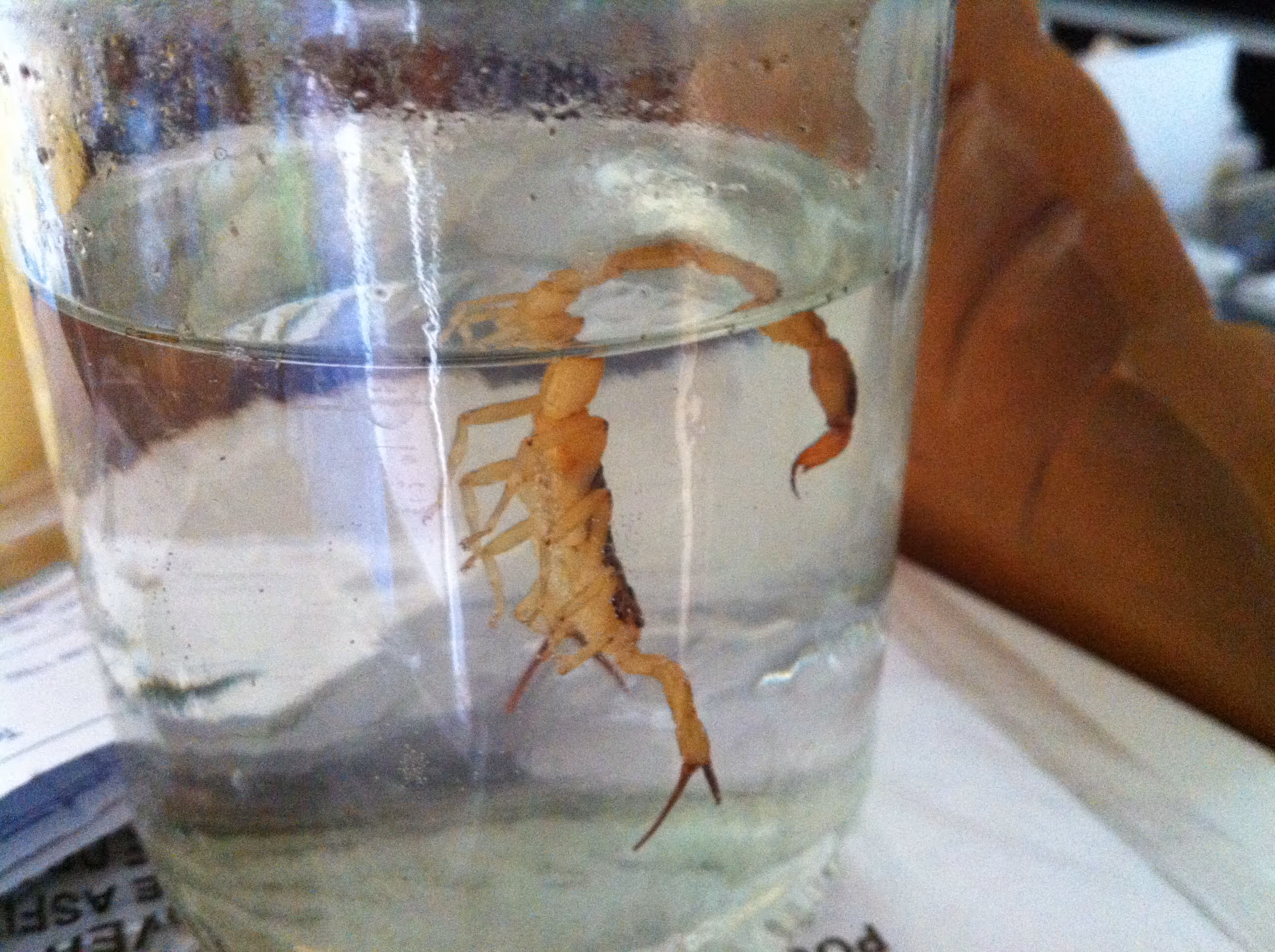 Finding a scorpion at home