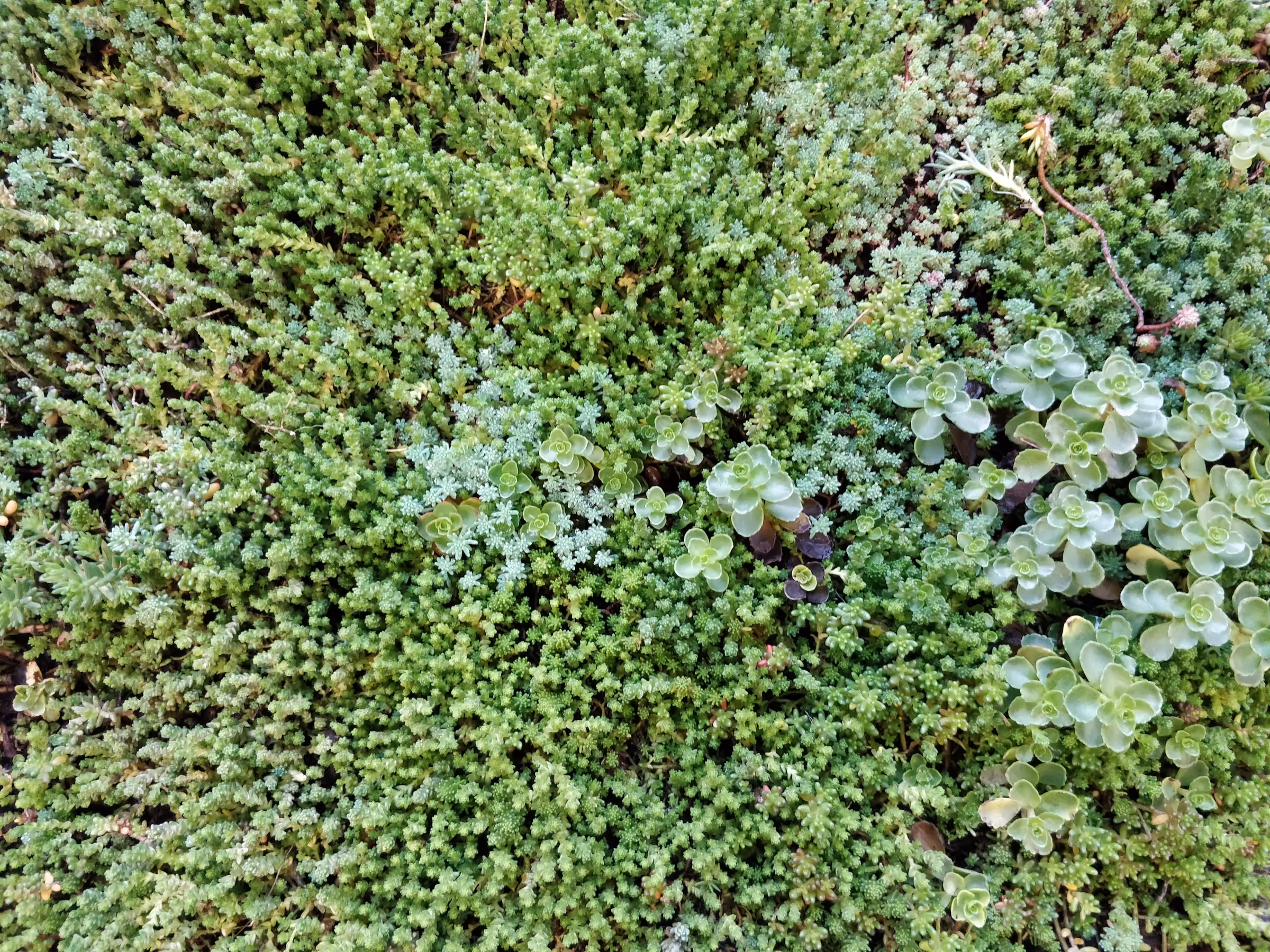 GrufeKit pre-grown, low maintenance biodiverse green roofs
